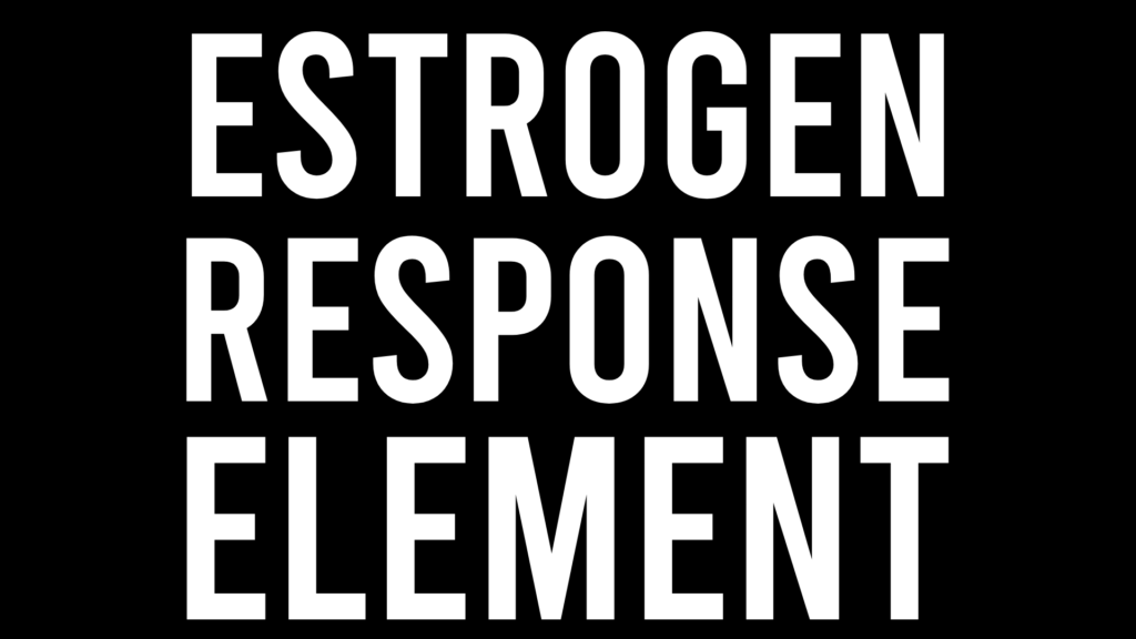 estrogen response element